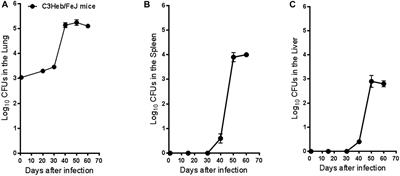 Mycobacterium avium Infection in a C3HeB/FeJ Mouse Model